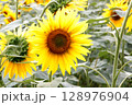 Sunflower in full bloom close-up surrounded by scenic field. 128976904