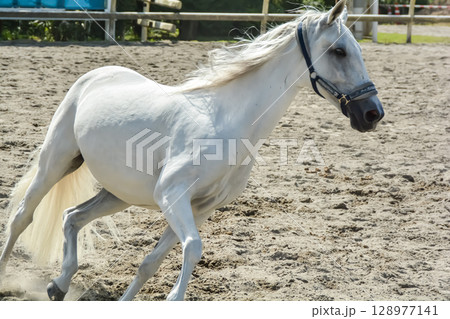 馬場を気持ち良さそうに走る白馬 馬場を気持ち良さそうに走る白馬 128977141