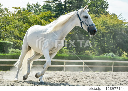 馬場を気持ち良さそうに走る白馬 馬場を気持ち良さそうに走る白馬 128977144