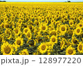 Sunflower field in full seasonal bloom stretches with golden petals and lush greenery capturing summer peak. 128977220
