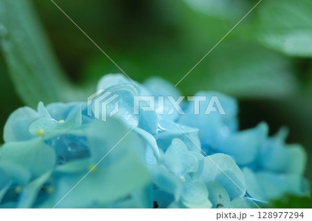 6月の花　雨の日のの紫陽花の花98 128977294