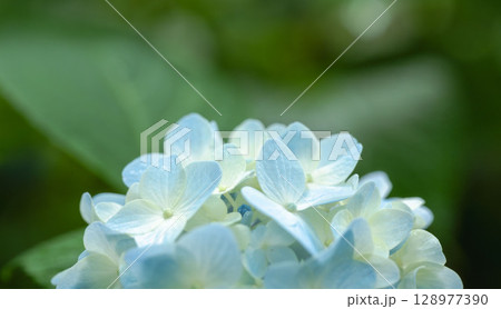 6月の花　雨の日のの紫陽花の花89 128977390