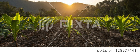 Golden sunrise shines over a banana plantation, young plants in neat rows glowing in morning light, evoking renewal, hope, and fertile harvests. 128977441