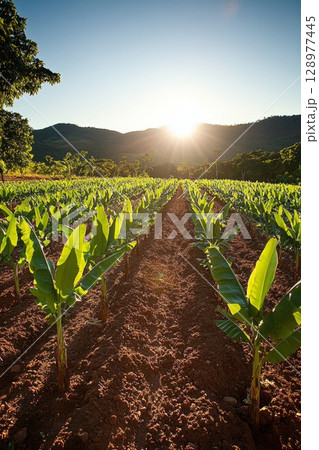 Sunset illuminates rows of banana plants and rich farm soil, peaceful shadows capturing calm, freshness, and a tranquil tropical landscape. Sunset illuminates rows of banana plants and rich farm soil, peaceful shadows capturing calm, freshness, and a tranquil tropical landscape. 128977445