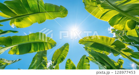 Wide view of banana plantation with brilliant green leaves shimmering in sunlight, open blue sky highlights freshness and tropical abundance. 128977453