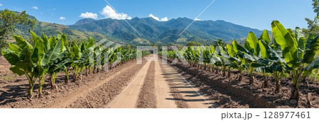 A wide dirt road runs between banana plant rows, lush field and mountains in the background, forming a perfect scene of rural agriculture and prosperity. A wide dirt road runs between banana plant rows, lush field and mountains in the background, forming a perfect scene of rural agriculture and prosperity. 128977461