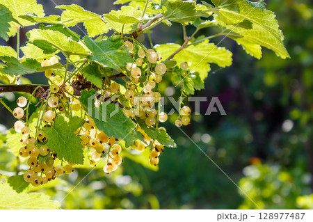 sweet white currant on the twig in summer. outdoor garden environment with ripe organic berry. sunny day. healthy homegrown food. delicious and juicy natural snack cluster full of vitamin sweet white currant on the twig in summer. outdoor garden environment with ripe organic berry. sunny day. healthy homegrown food. delicious and juicy natural snack cluster full of vitamin 128977487