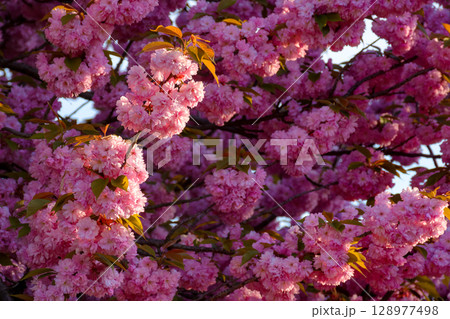 pink sakura blossom in spring. lush floral background for hanamy festival. beautiful garden in soft morning light. lush flower branch pink sakura blossom in spring. lush floral background for hanamy festival. beautiful garden in soft morning light. lush flower branch 128977498