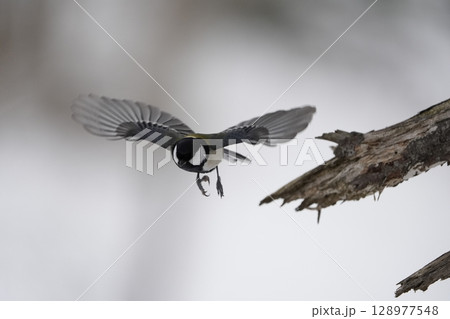 α9Ⅲ　プリ撮影作例　シジュウカラ 128977548