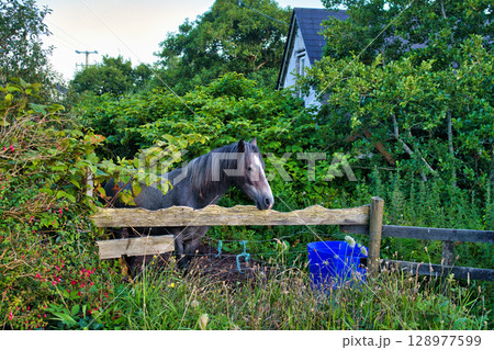 A beautiful grey horse peeks over a wooden fence in a lush, green Irish countryside setting. 128977599