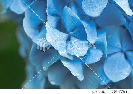 6月の花 雨の日のの紫陽花の花83 6月の花 雨の日のの紫陽花の花83 128977659