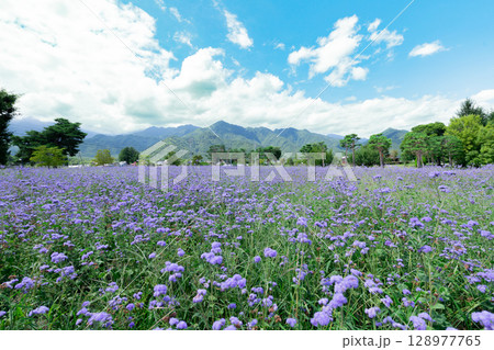 <長野>安曇野ちひろ公園の大花壇 <長野>安曇野ちひろ公園の大花壇 128977765