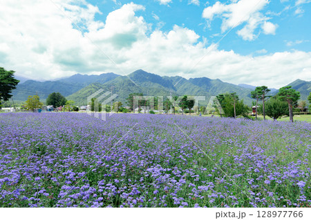 ＜長野＞安曇野ちひろ公園の大花壇 128977766