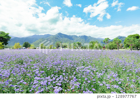 <長野>安曇野ちひろ公園の大花壇 <長野>安曇野ちひろ公園の大花壇 128977767