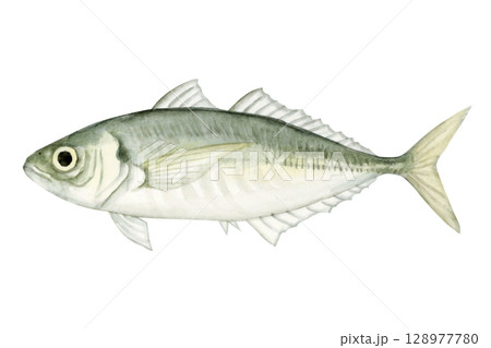 海釣り 魚釣り　魚 アジ　水彩 イラスト 128977780