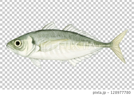 海釣り 魚釣り　魚 アジ　水彩 イラスト 128977780