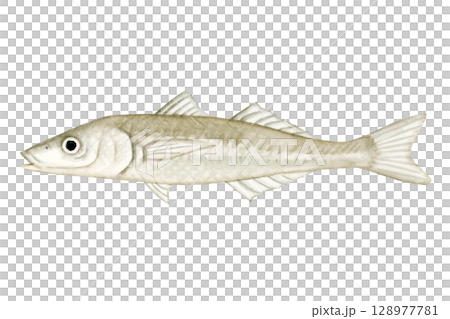 Sea fishing Fishing Fish Kiss Watercolor Illustration 128977781