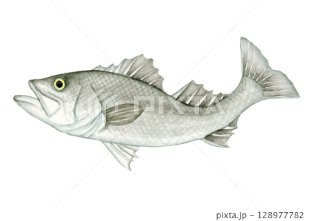 海釣り 魚釣り　魚 シーバス　水彩 イラスト 128977782