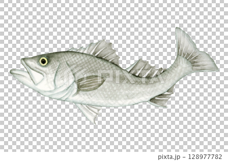 海釣釣魚魚鱸魚水彩插圖 128977782