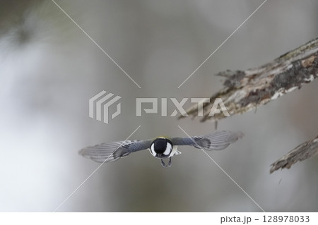 α9Ⅲ　プリ撮影作例　シジュウカラ 128978033