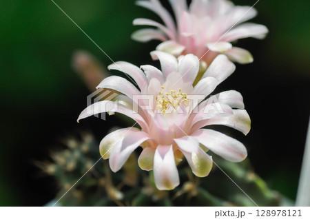 Gymnocalycium ,Gymnocalycium mihanovichii or gymnocalycium mihanovichii variegated with flower or cactus flower or pink flower 128978121