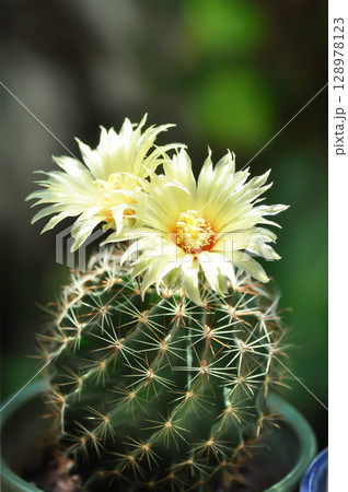 Thelocactus setispinus or Ferocactus hamatacanthus , Miniature Barrel Cactus flower or yellow flower or cactus flower Thelocactus setispinus or Ferocactus hamatacanthus , Miniature Barrel Cactus flower or yellow flower or cactus flower 128978123