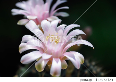 Gymnocalycium ,Gymnocalycium mihanovichii or gymnocalycium mihanovichii variegated with flower or cactus flower or pink flower Gymnocalycium ,Gymnocalycium mihanovichii or gymnocalycium mihanovichii variegated with flower or cactus flower or pink flower 128978124