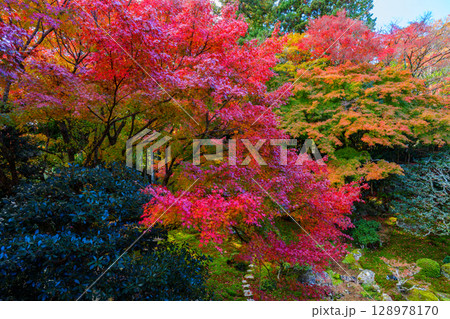 真っ赤な紅葉の旧竹林院 真っ赤な紅葉の旧竹林院 128978170