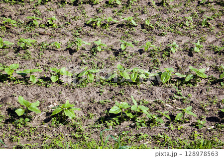 Sunflowers in May, Young sunflower field in early growth phase. 128978563