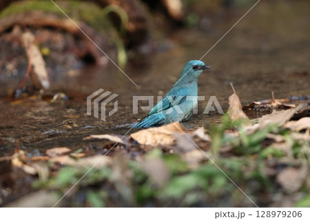 ロクショウヒタキ 128979206