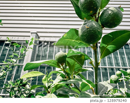 Tree with green leaves and green fruit Tree with green leaves and green fruit 128979240