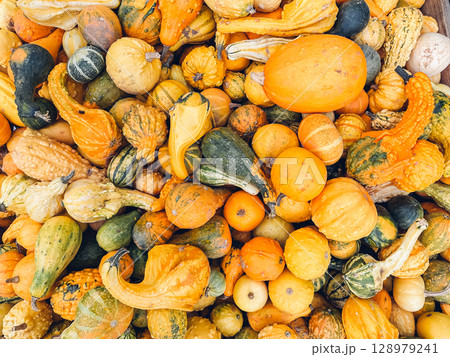 Pile of squash and pumpkins of various colors and sizes 128979241