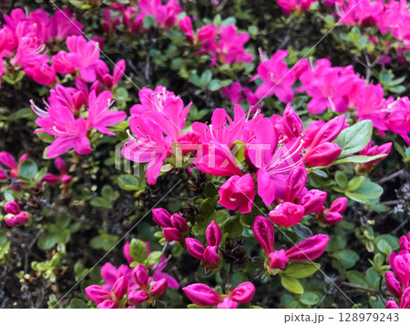 Bunch of pink flowers are in a field 128979243