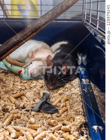 Two rats are sleeping in a cage Two rats are sleeping in a cage 128979245