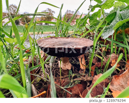 Mushroom is sitting on top of some grass 128979294