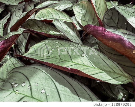 The leaves of a plant are wet with dew The leaves of a plant are wet with dew 128979295