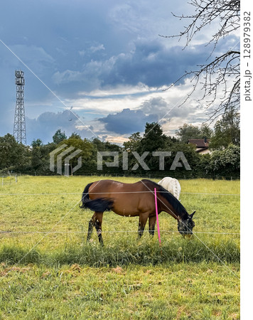 Brown horse is grazing in a field with a tall tower in the background 128979382