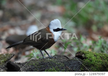 ハクオウチョウ 128979397