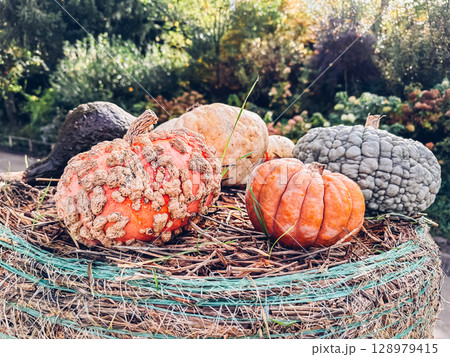 Group of pumpkins with one of them being a large, misshapen one 128979415