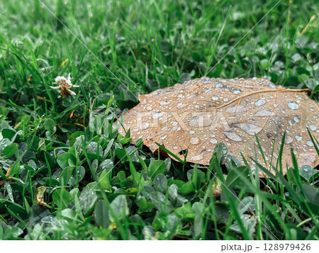 Leaf is on the grass with raindrops on it Leaf is on the grass with raindrops on it 128979426
