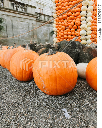 Pile of pumpkins with one of them being the largest 128979447