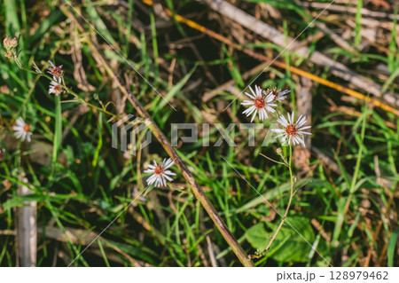 Bunch of flowers are in a field of grass Bunch of flowers are in a field of grass 128979462
