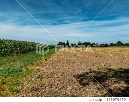 Field of corn and a house in the background Field of corn and a house in the background 128979470