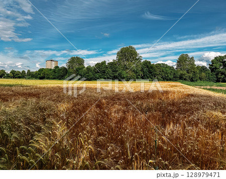 Field of golden wheat with a blue sky in the background 128979471