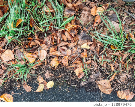 Patch of grass with leaves on the ground Patch of grass with leaves on the ground 128979476