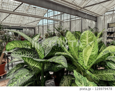 Greenhouse with many plants, including a large plant with a green leaf 128979478