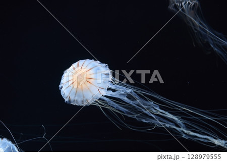 アカクラゲ 128979555