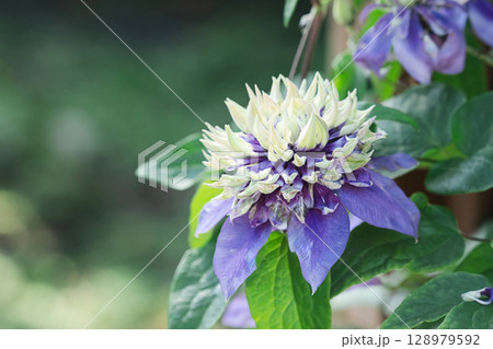 Vibrant clematis taiga flower with unique purple and white petals. Vibrant clematis taiga flower with unique purple and white petals. 128979592