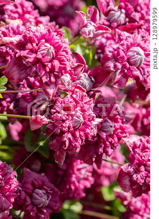Close up of vibrant pink clematis flowers blooming in a sunny garden. 128979599