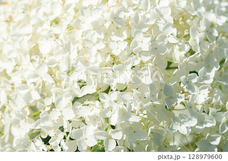 Close up of a white hydrangea flower in bloom. Close up of a white hydrangea flower in bloom. 128979600